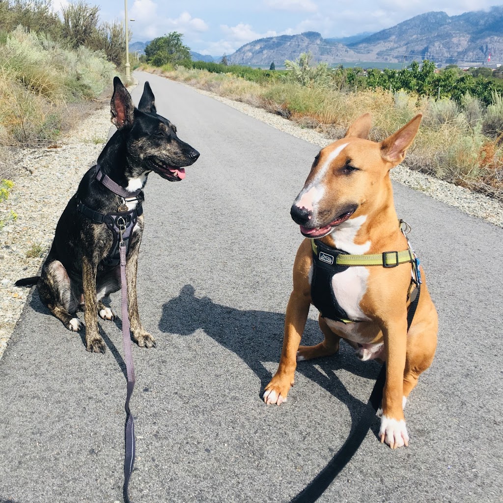 Kitty’s Dog Walking | 7600 Cottonwood Dr, Osoyoos, BC V0H 1V3, Canada | Phone: (250) 719-4677