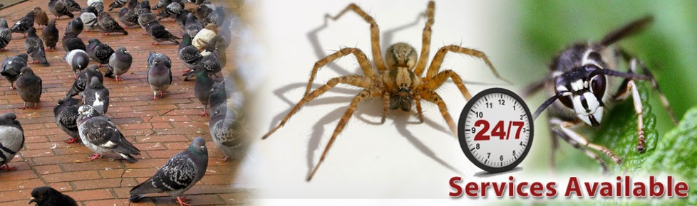 Advance Pest Control Langley | 27353 58 Crescent #207, Langley City, BC V4W 3W7, Canada | Phone: (604) 786-4161