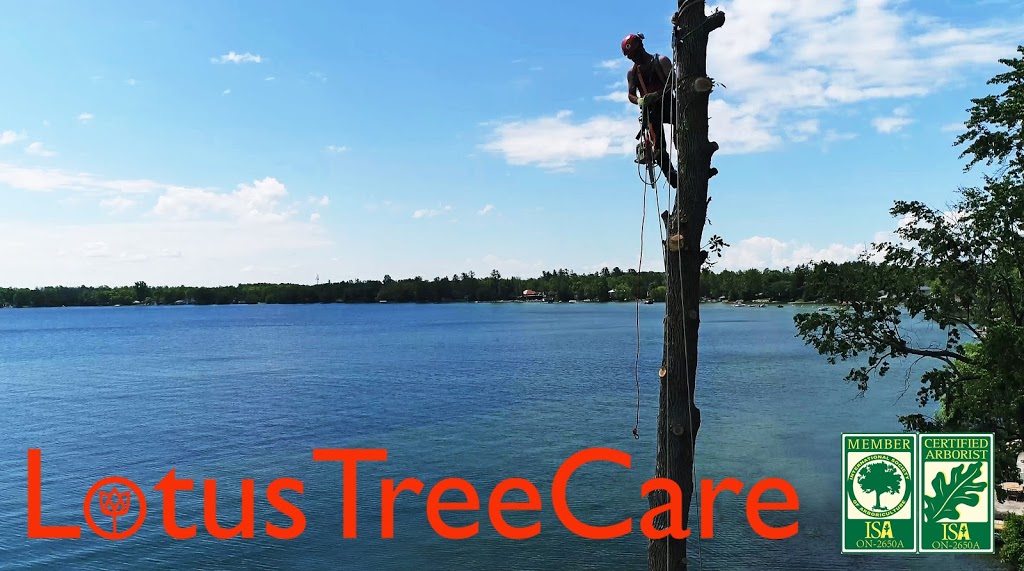 Lotus Tree Care | 268 Barrie St, Thornton, ON L0L 2N0, Canada | Phone: (705) 816-6711