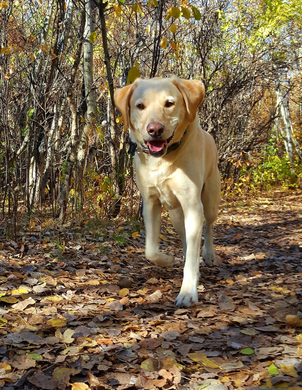 Off leash Park | Braeside, Calgary, AB T2W 1R9, Canada