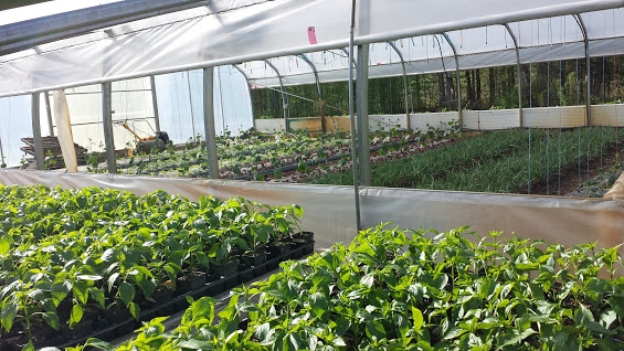 Les Jardins De Tessa | 14 Chemin Ballerina, Frelighsburg, QC J0J 1C0, Canada | Phone: (450) 298-1227