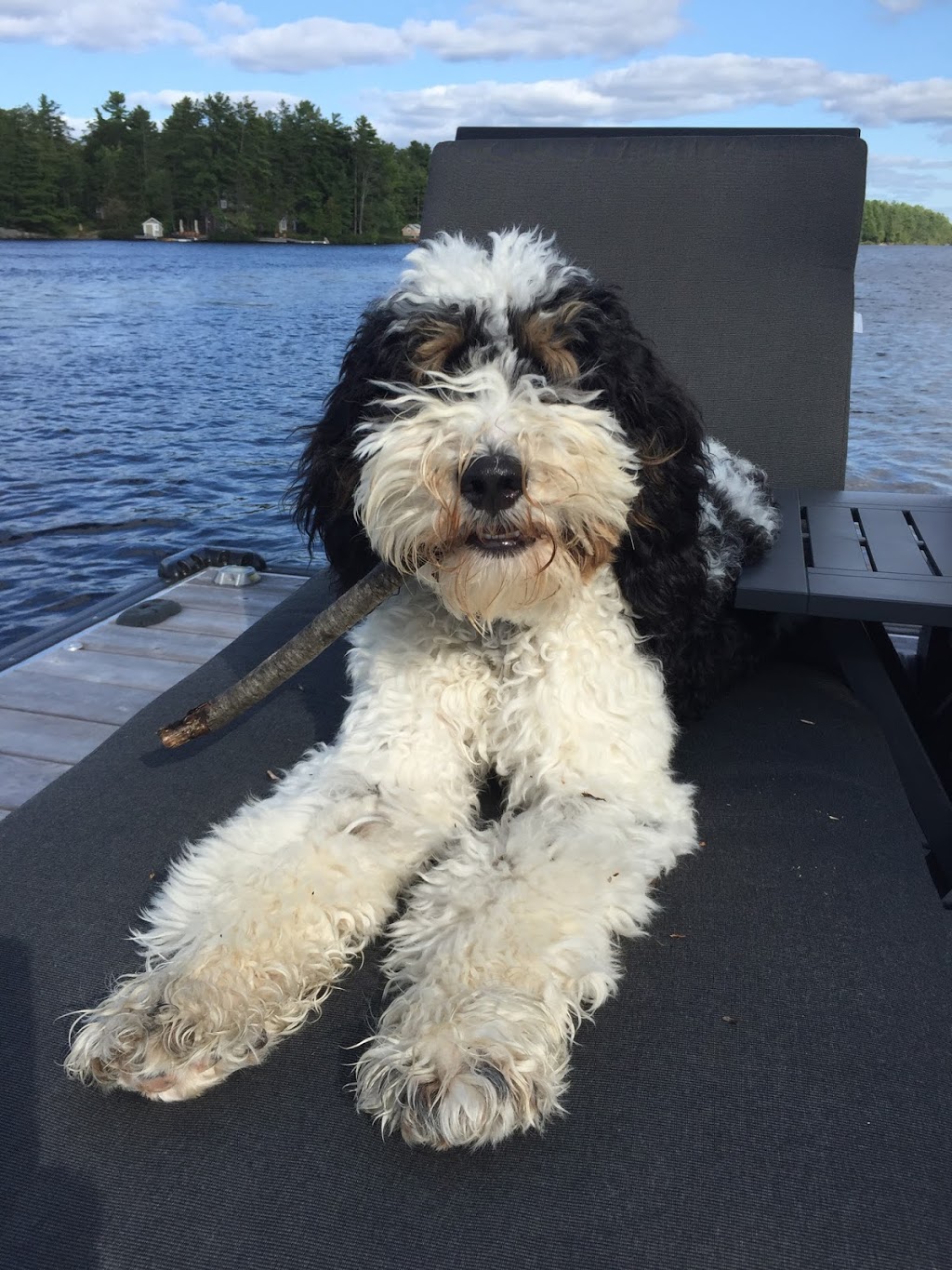 Hounds On Holiday Inc. | 19 Owens Way, Guelph, ON N1L 1B3, Canada | Phone: (519) 835-5588