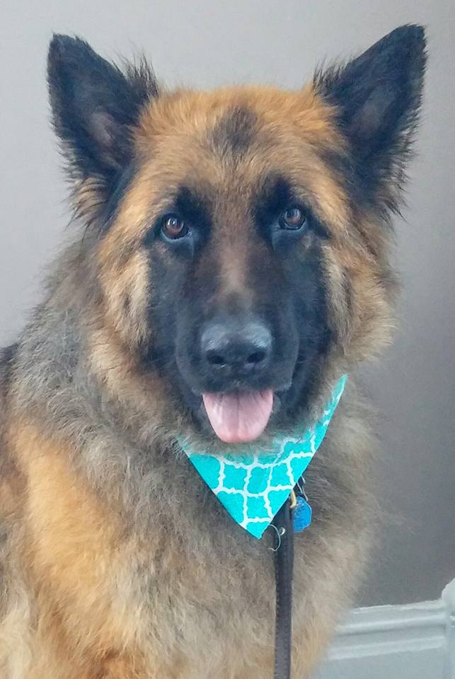 Stephs Dog Grooming | 67 Woodstock St S, Tavistock, ON N0B 2R0, Canada | Phone: (226) 749-0879