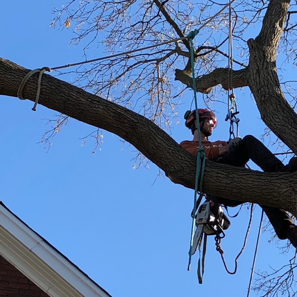 Beesley Tree Care | 169 Inverhaugh Rd, Ariss, ON N0B 1B0, Canada | Phone: (519) 400-3695