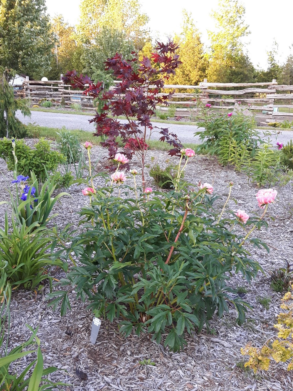Riverwood Gardens | 302441 Concession 2 SDR RR1, Hanover, ON N4N 3B8, Canada | Phone: (519) 369-1659