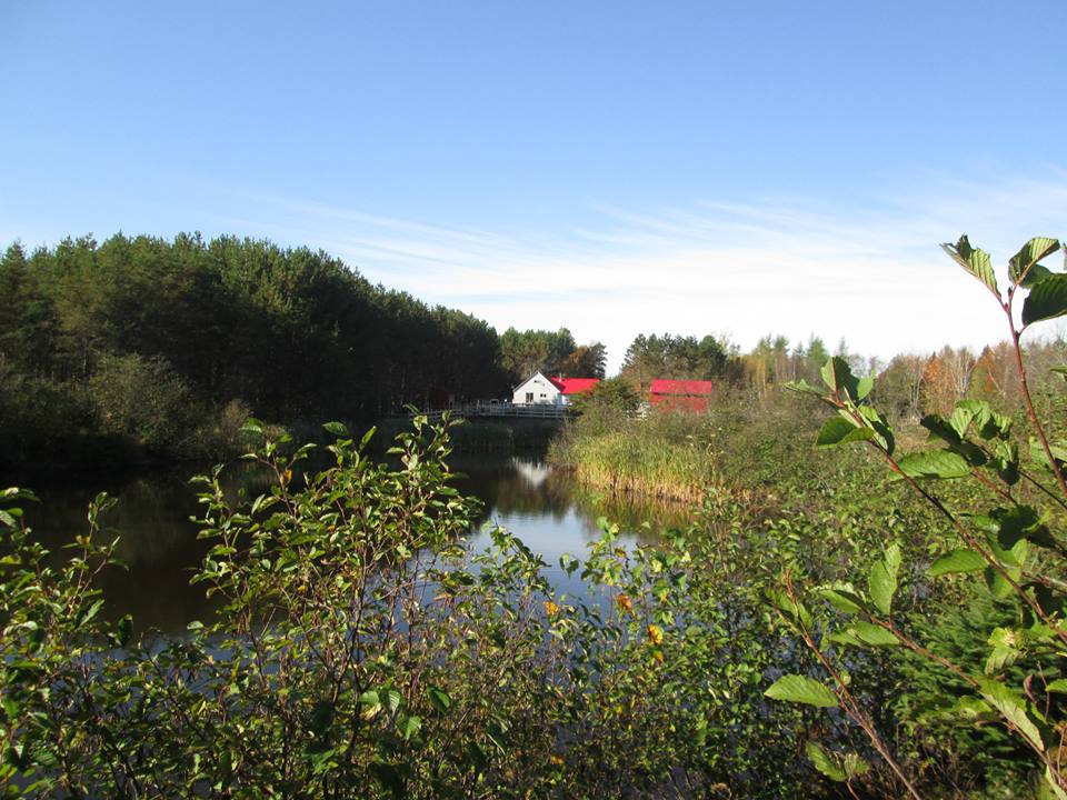 One Hundred Acres Under The Stars OldStyle Morgan Horses | 2321 Bronson Settlement Rd, Bronson Settlement, NB E4A 2M6, Canada | Phone: (506) 339-9188