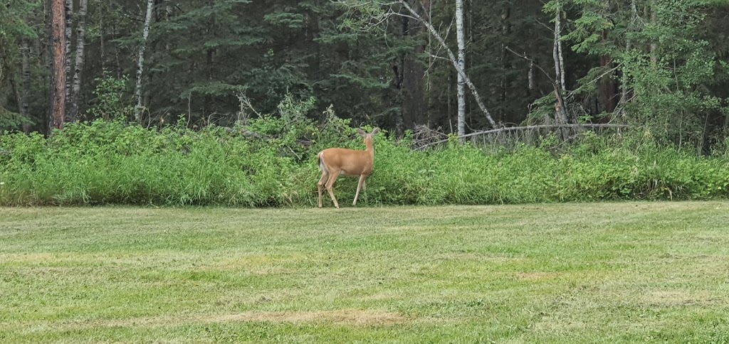 Cross Lake Provincial Park - Campground - Flatbush, AB T0G 0Z0, Canada