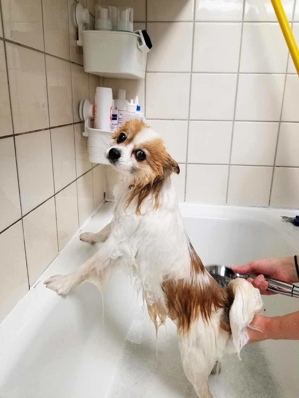 Guildford Animal Hospital | 9547 152 St, Surrey, BC V3R 5Y5, Canada | Phone: (604) 588-2626