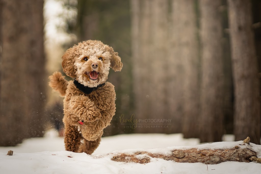 Lively Photography | Erb St. W, Waterloo, ON N2L 1W5, Canada | Phone: (647) 793-9883