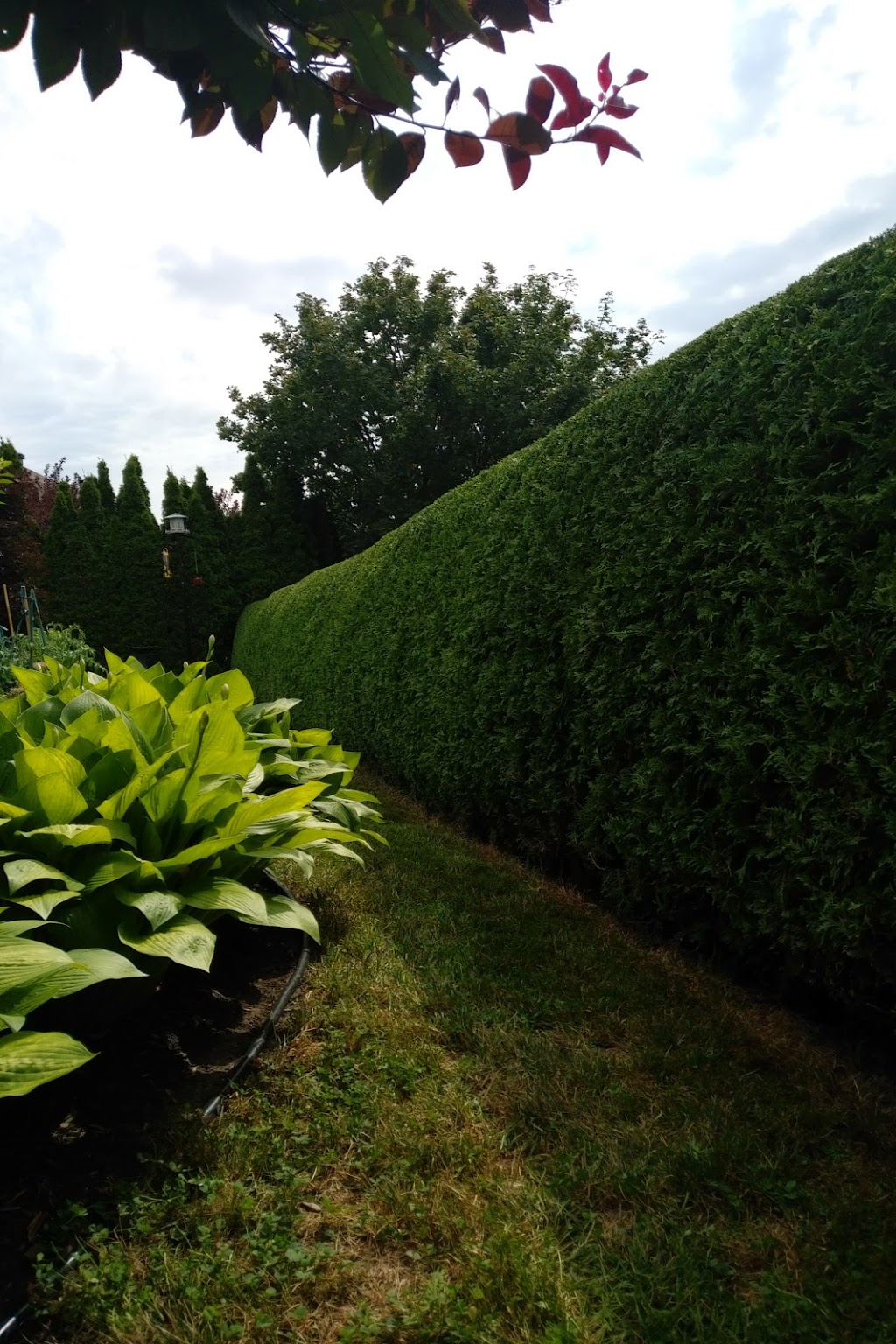 Les Haies Samplait | 18 Rang Saint-André, Saint-Mathieu, QC J0L 2H0, Canada | Phone: (514) 531-3093