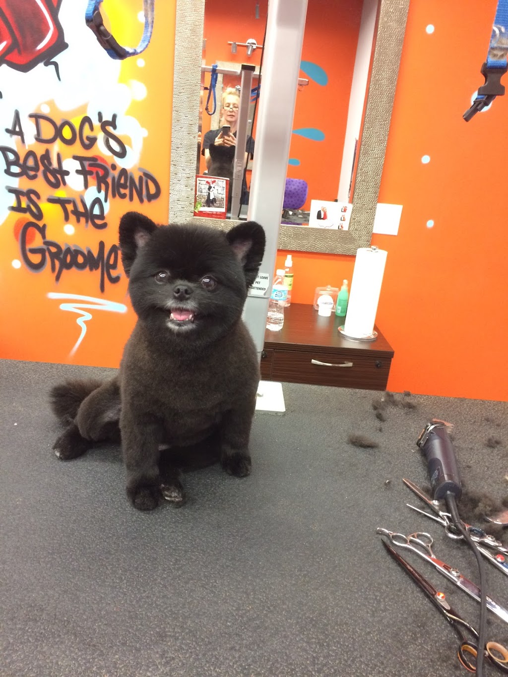 Puppy Cuts & Care | 380 Tower Hill Rd #15, Richmond Hill, ON L4E 0T8, Canada | Phone: (905) 237-8873