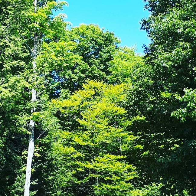 Camping Tarmigan | 907 2M0, CH Du Lac Poisson Blanc, Notre-Dame-du-Laus, QC J0W, Canada | Phone: (819) 767-2559