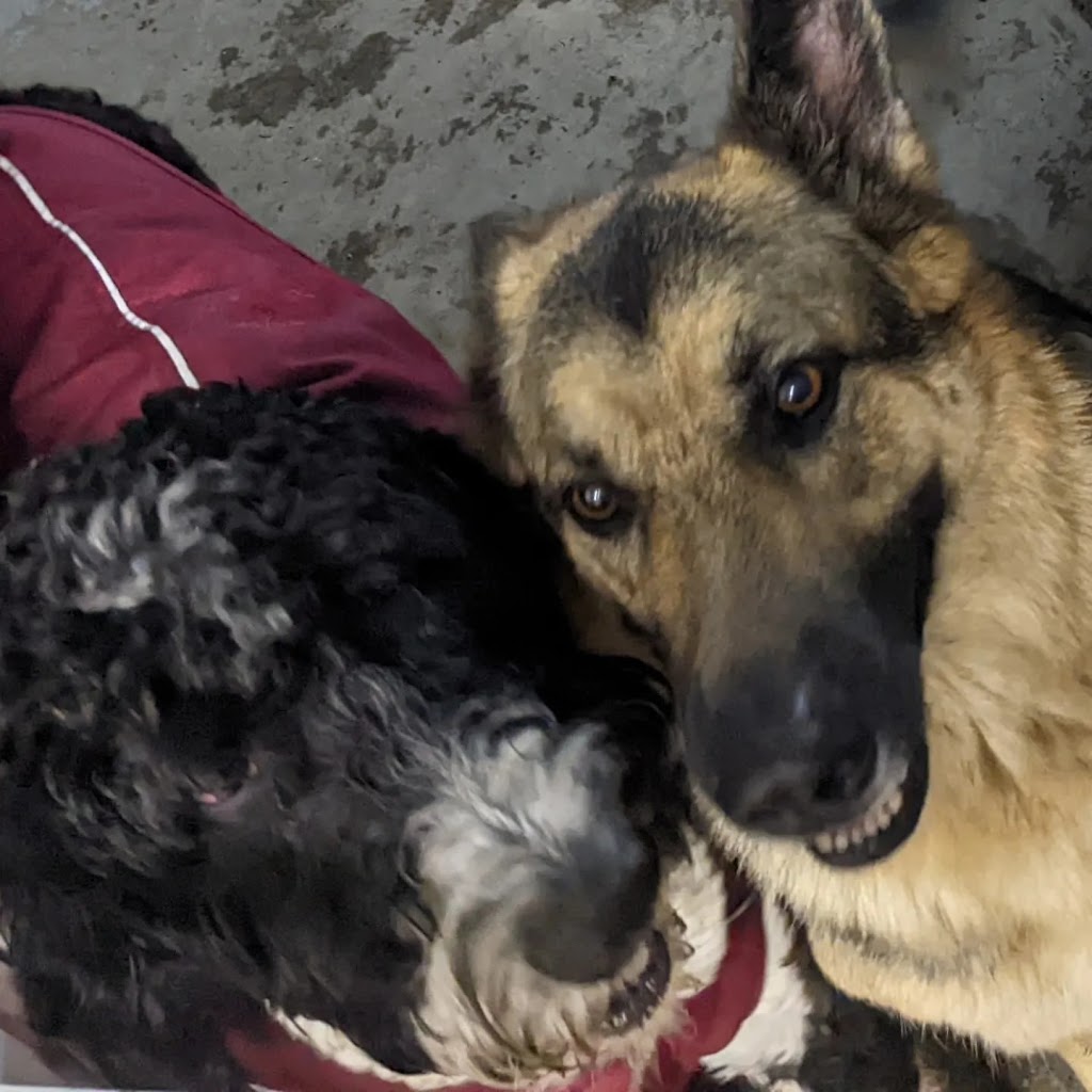 Pathfinder Pet Care & Dog Ranch | 13800 No. 3 Rd, Richmond, BC V7A 1X6, Canada | Phone: (778) 991-9169