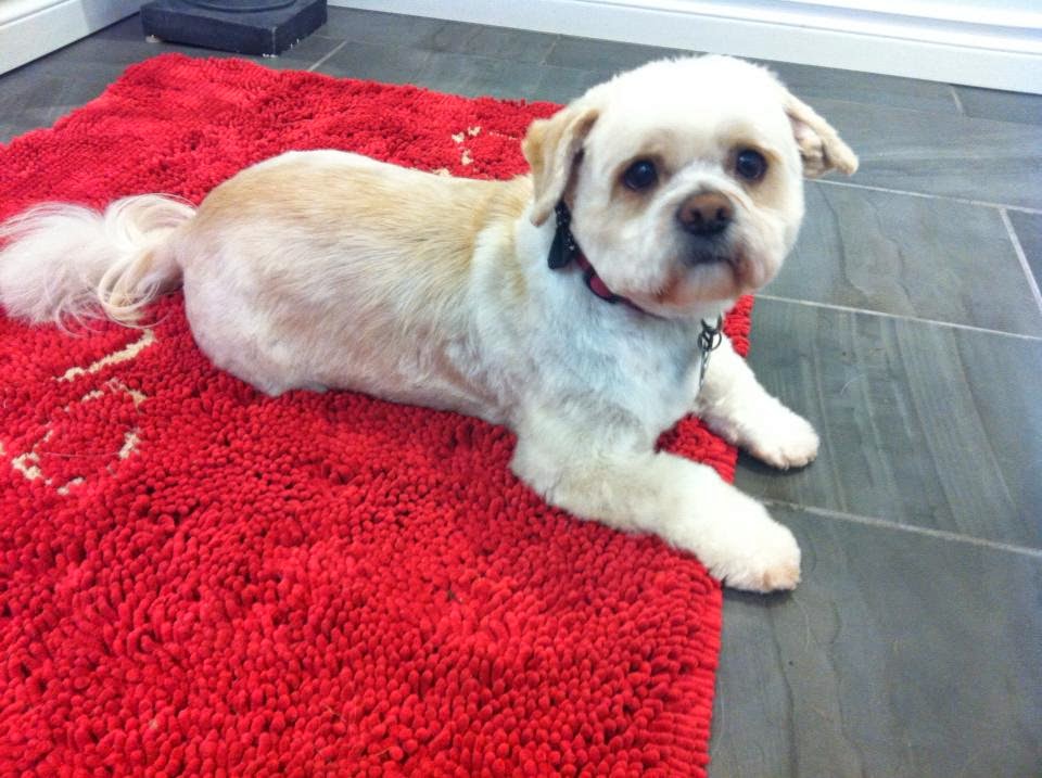Mucky Mutt Pet Salon | 2250 Oak Bay Ave #105, Victoria, BC V8R 1G4, Canada | Phone: (250) 590-0833
