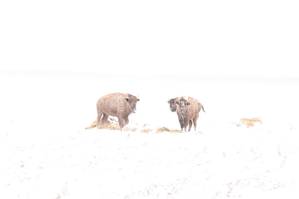 Northwind Bison | 8591 Concession Rd 8, Moorefield, ON N0G 2K0, Canada | Phone: (519) 496-1619