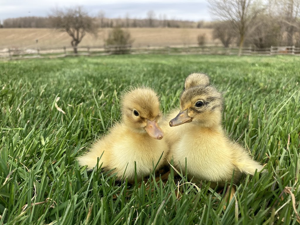 Meadow Song Acres | 8205 Line, 6, Kenilworth, ON N0G 2E0, Canada | Phone: (519) 998-8590