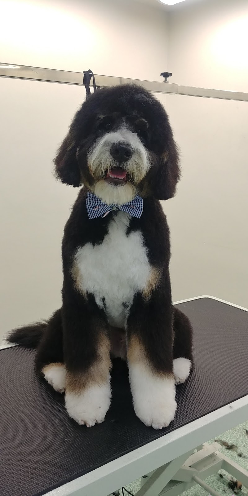 The Pawsh Dog Inc. | 1546 Regent Ave W, Winnipeg, MB R2C 3B4, Canada | Phone: (204) 813-7851