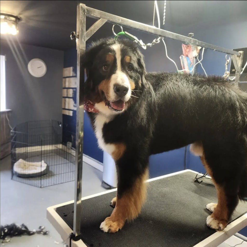 The Canine Cartel | 3776 Nineteenth St, Jordan Station, ON L0R 1S0, Canada | Phone: (905) 328-0559