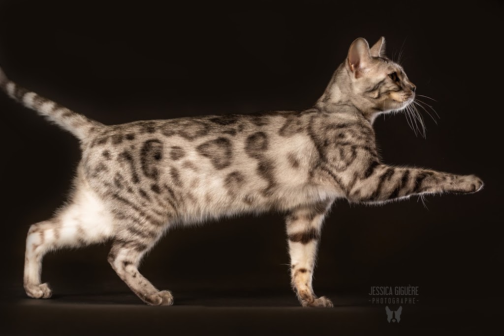 Bucephale Bengal | Quebec City, QC, Canada | Phone: (581) 983-1671
