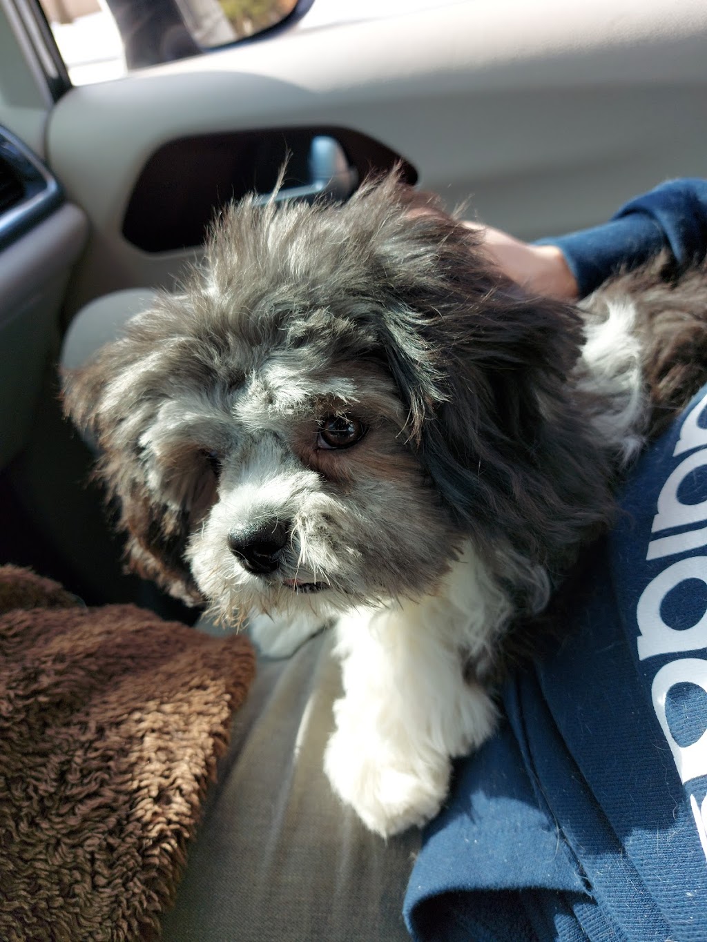 Pampered Pet Palace | 2798 S Talbot Rd, Cottam, ON N0R 1B0, Canada | Phone: (519) 733-5205