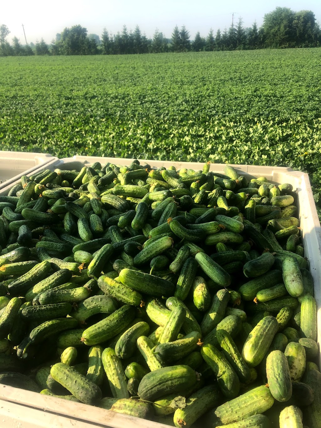 Serkka Farms Inc. | 5923 Langstaff Line, Wallaceburg, ON N8A 4L1, Canada | Phone: (519) 627-6089