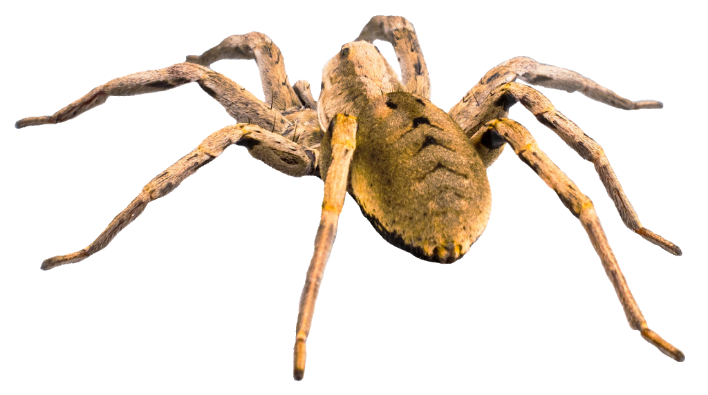 AVID PEST - Waterloo Pest Control | 245 Chandler Dr #3, Kitchener, ON N2E 1H3, Canada | Phone: (226) 336-1140