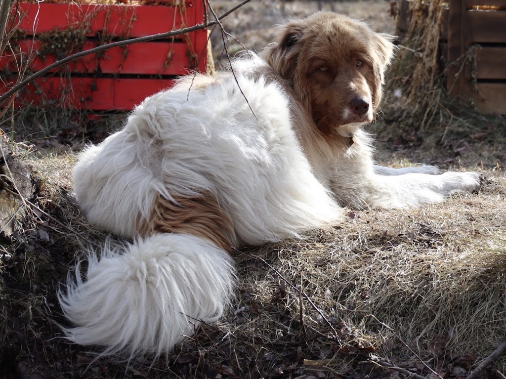 Gypsy Creek Farm | 109-52356, Range Rd 221, Sherwood Park, AB T8E 1E2, Canada | Phone: (780) 266-6365