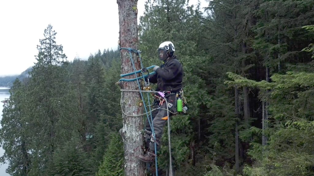Trapp Arborist Services | 7321 Halifax St #1106, Burnaby, BC V5A 4R5, Canada | Phone: (604) 700-9030