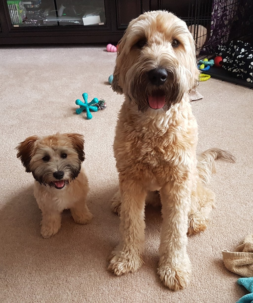 Perfect Paws Dog Grooming & Boarding | 8318 Scotchmere Dr, Strathroy, ON N7G 3H3, Canada | Phone: (519) 872-3877