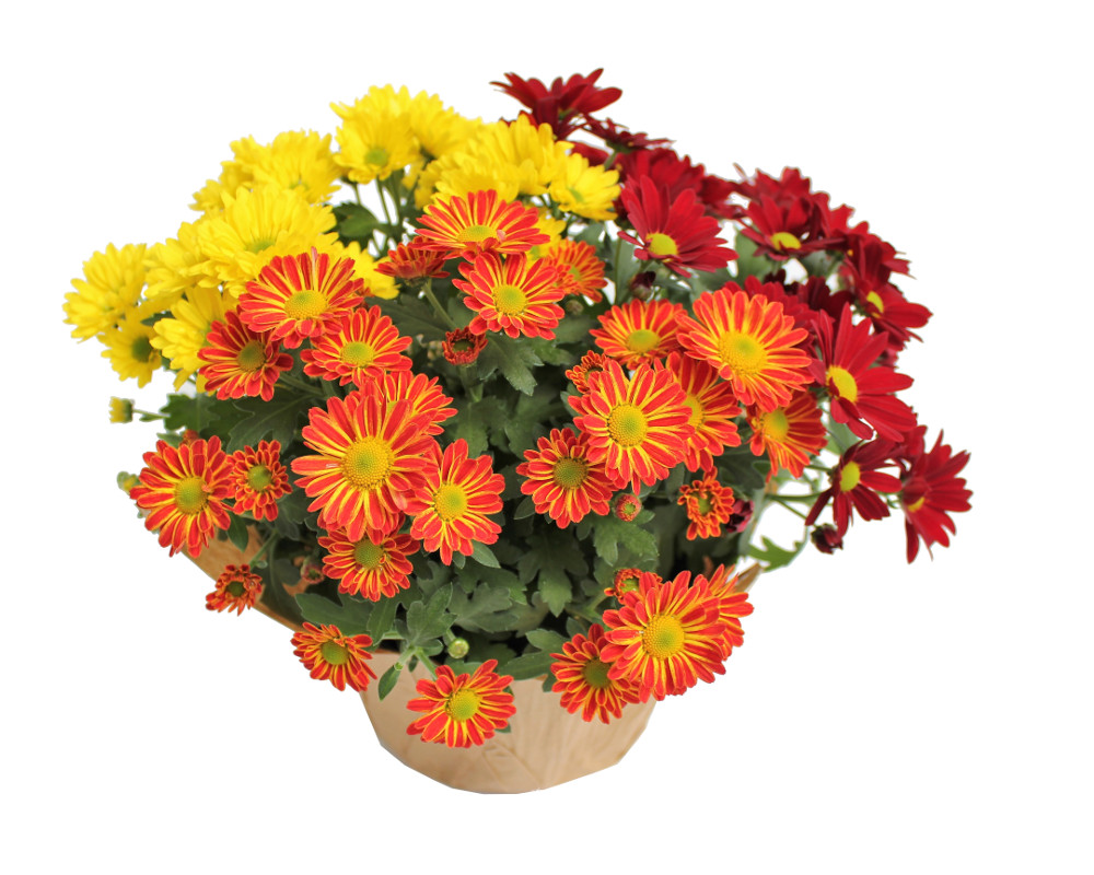 Meyers Fruit Farms Plant II | 957 Stewart Rd, Niagara-on-the-Lake, ON L0S 1J0, Canada | Phone: (905) 934-3925