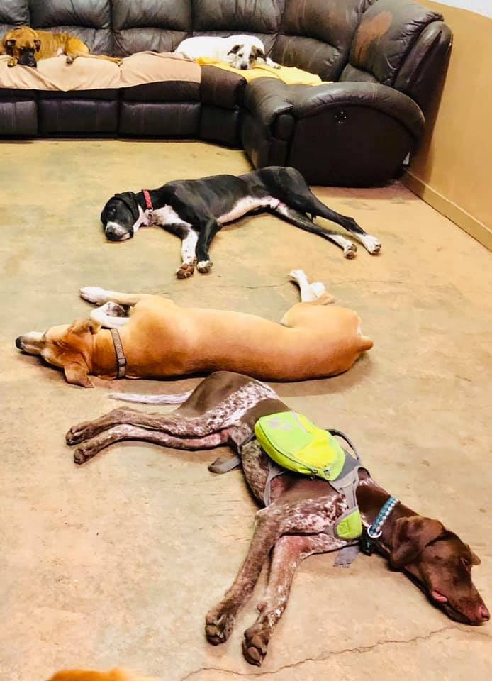 Sticks n Bones Dog Daycare, Boarding and Training | 2543 Innisfil Beach Rd, Innisfil, ON L9S 4C1, Canada | Phone: (705) 436-4545