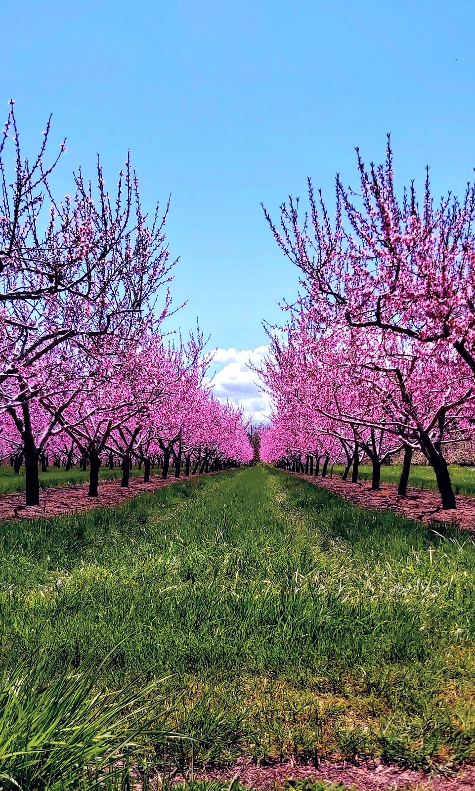 Lakelee Orchards | 4452 Thirteenth St, Jordan Station, ON L0R 1S0, Canada | Phone: (905) 562-4850