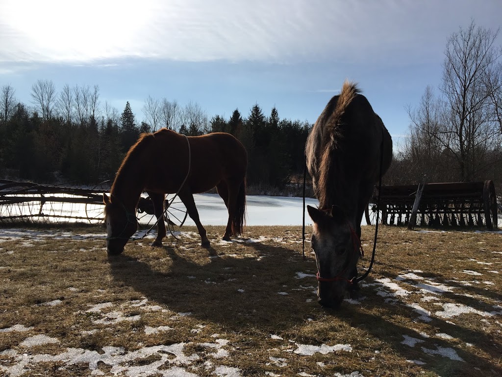 Ridges of the Moraine Stables | 1216 Concession Rd 4, Loretto, ON L0G 1L0, Canada | Phone: (519) 941-4674