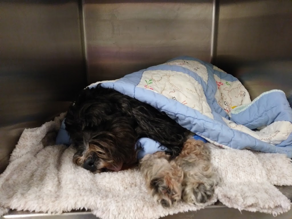 Harrow Animal Hospital | 110 King St W, Harrow, ON N0R 1G0, Canada | Phone: (226) 207-0222