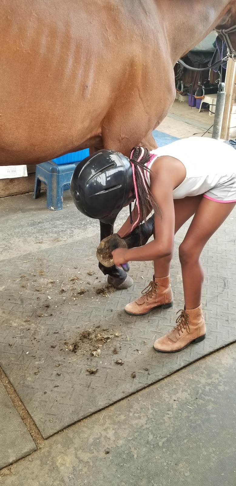 Pinecrest Stables | 7062 ON-93, Tiny, ON L0K 2E1, Canada | Phone: (705) 305-4509