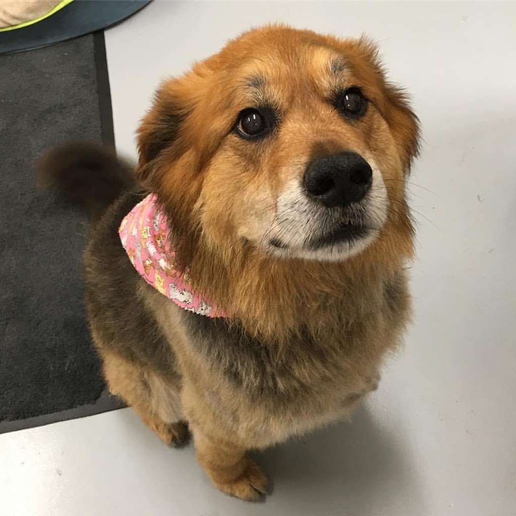 Cedar Dog Grooming | 13576 Adshead Rd, Ladysmith, BC V9G 1H6, Canada | Phone: (604) 698-9572