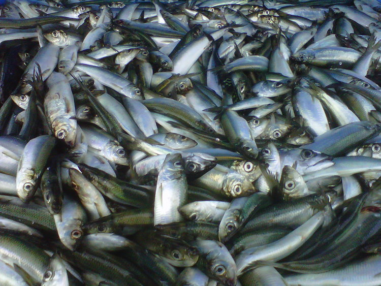 Cape Breeze Seafoods - JK Crawlers Inc. | 3203 Port Latour Rd, Port La Tour, NS B0W 2T0, Canada | Phone: (902) 768-2550