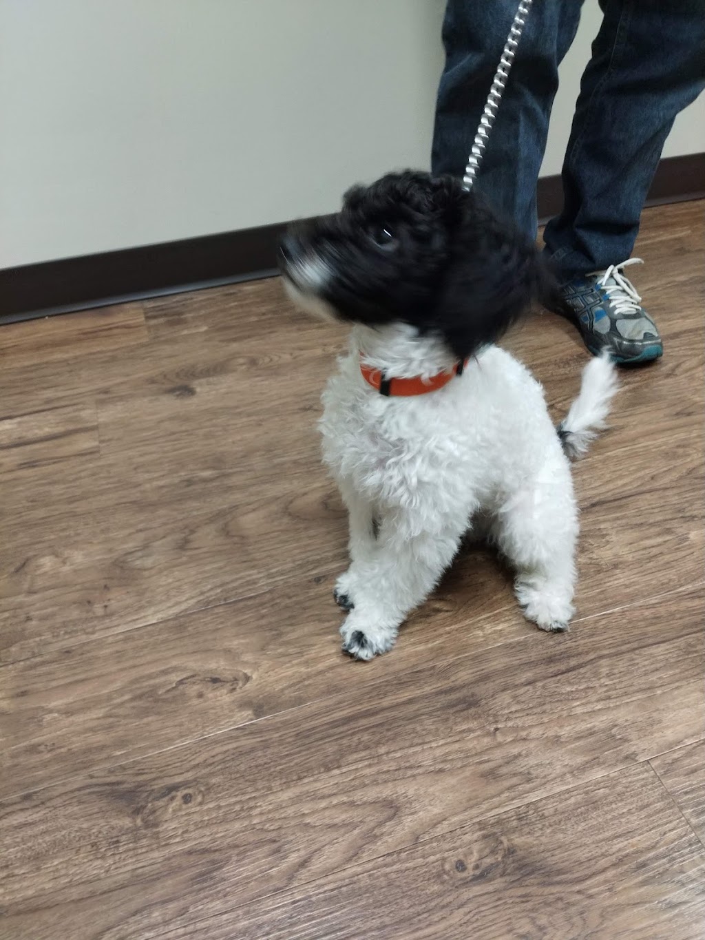 Berwick Animal Hospital | 4242 Nova Scotia Trunk 1, Berwick, NS B0P 1E0, Canada | Phone: (902) 538-8039