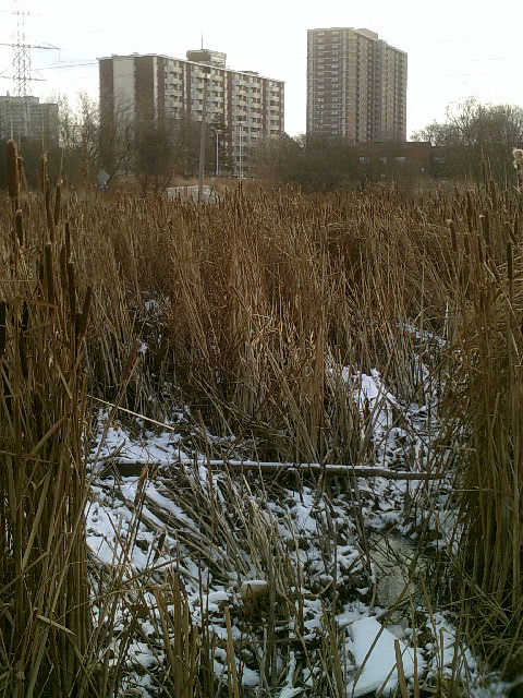 Driftwood Park | 44 Tobermory Dr, North York, ON M3N 2R7, Canada