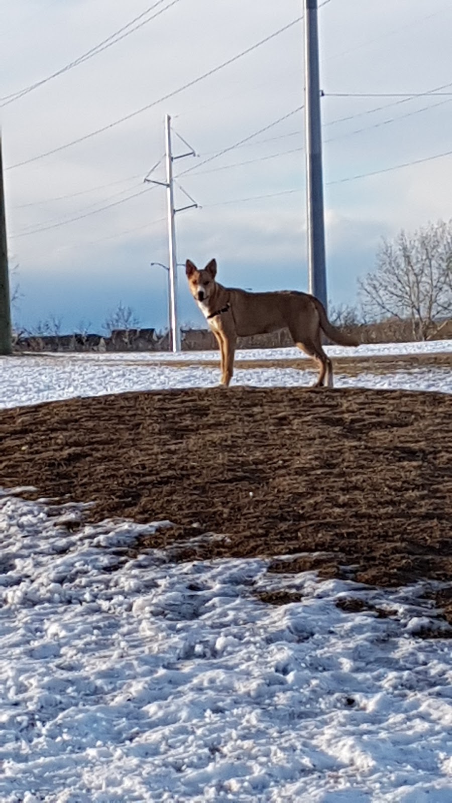 Auburn Bay Dog Park | 252 Auburn Bay Dr SE, Calgary, AB T3M, Canada | Phone: (403) 268-2489