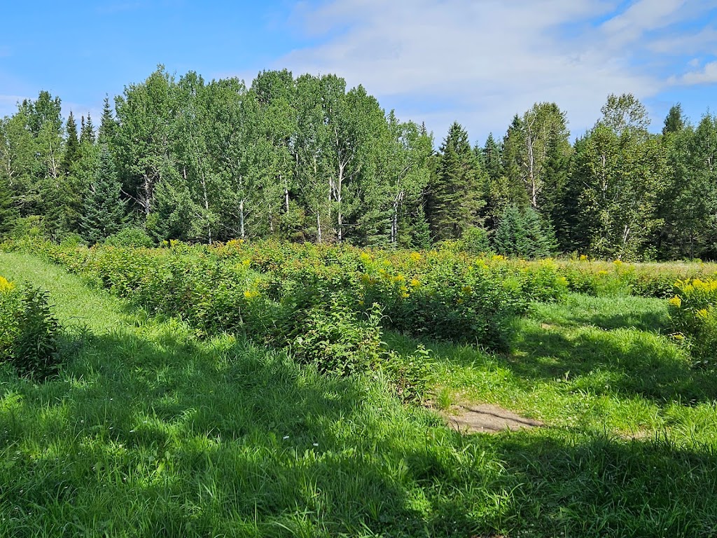 Ferme Tournesol | 5050 Rte des Bouleaux, Shipshaw, QC G7P 1E3, Canada | Phone: (418) 412-4858