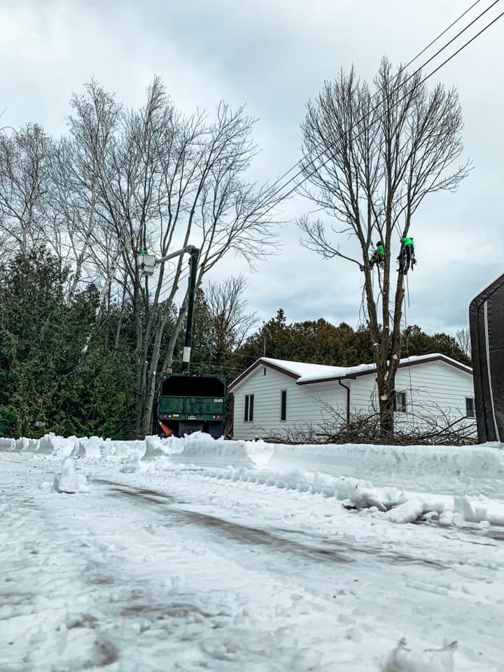 Great Lakes Tree Experts (4) | 286 Balmy Beach Rd, Owen Sound, ON N4K 5N4, Canada | Phone: (226) 668-4961
