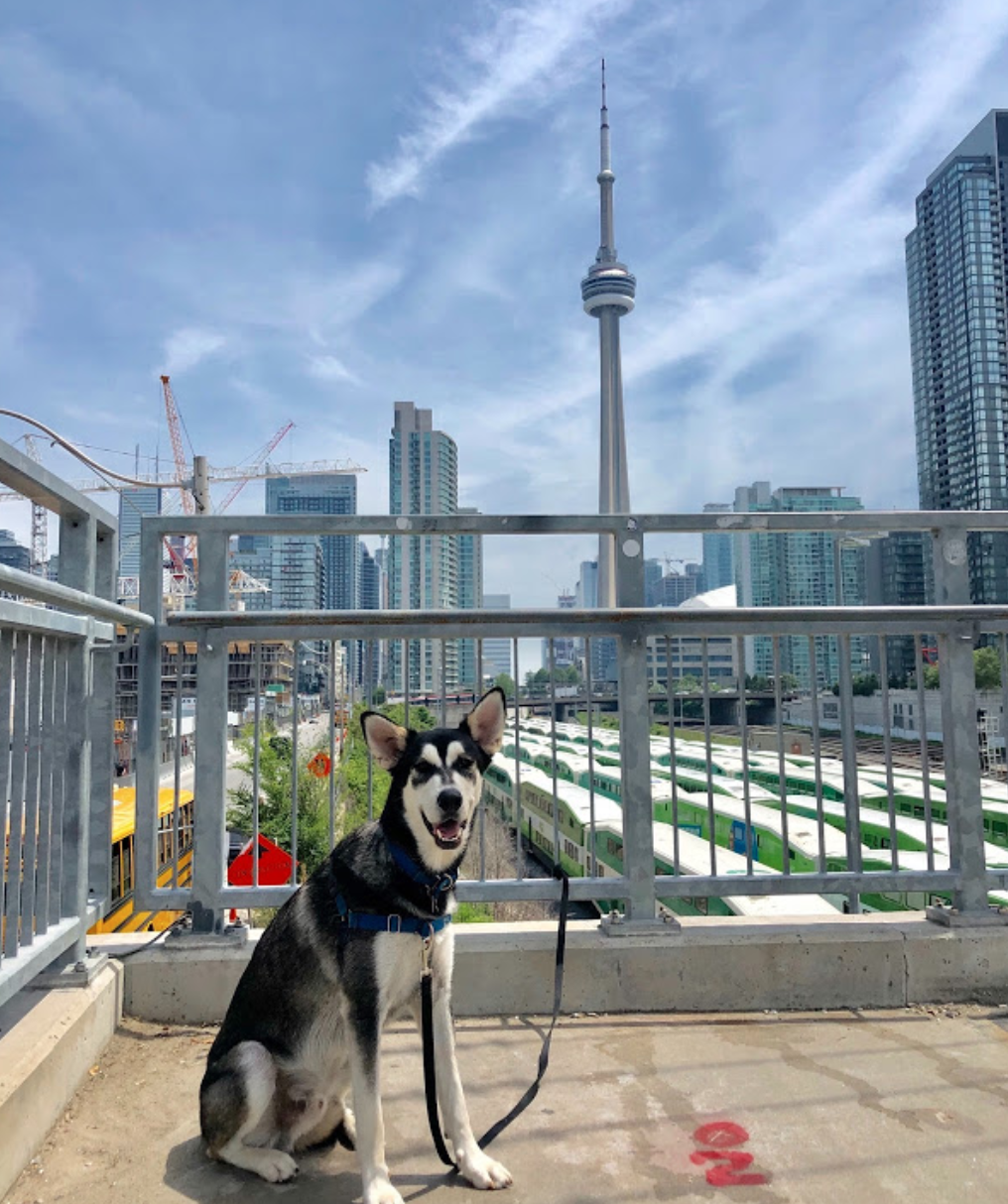 Big and Carrie | Fort York Blvd, Toronto, ON M5V 1B4, Canada | Phone: (416) 300-1044