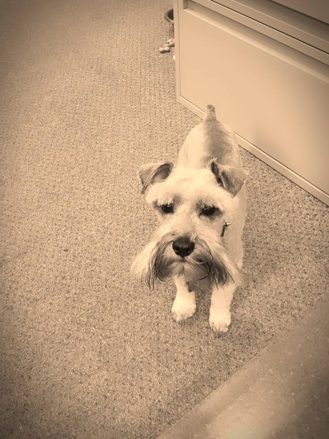 Happy Dogs Grooming | 1021 McPhillips St, Winnipeg, MB R2X 2K6, Canada | Phone: (204) 306-3987