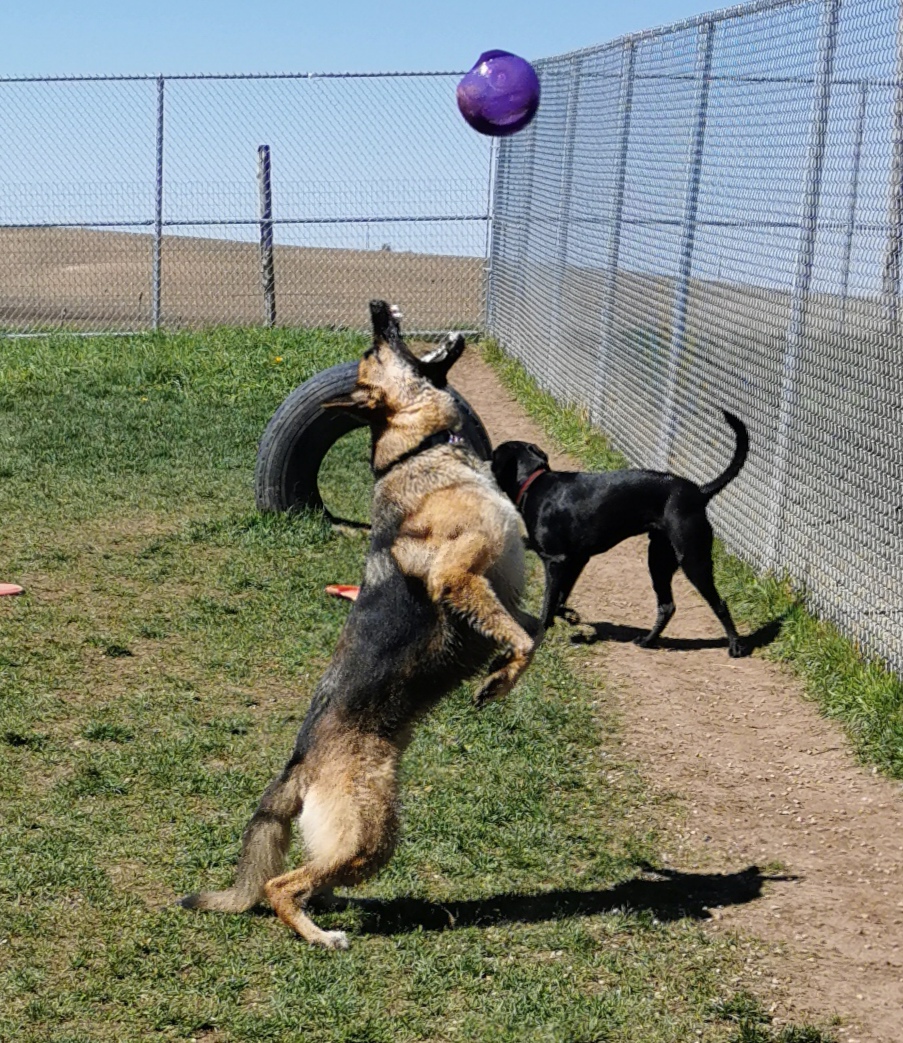 Country Creek Pet Hotel and Playground | 246 Sideroad 10 S, Walkerton, ON N0G 2V0, Canada | Phone: (519) 364-9996