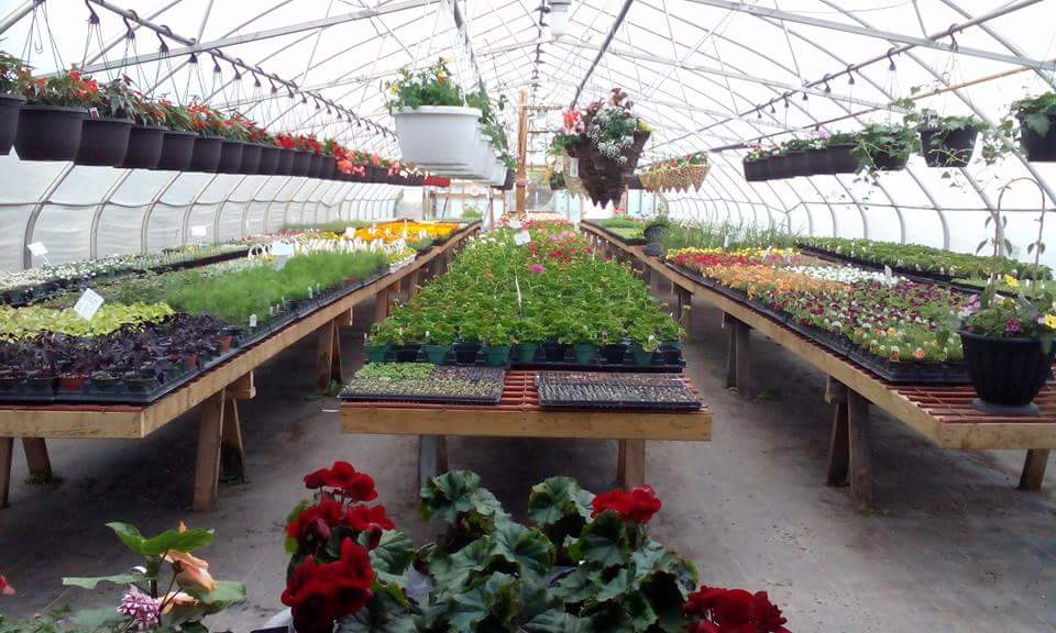 Mekers Greenhouse | 10777 Hwy 17, Verner, ON P0H 2M0, Canada | Phone: (705) 594-1557