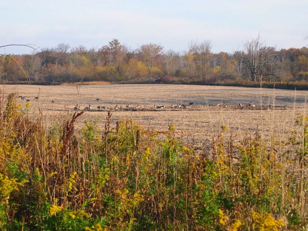 Ruffwood Game Farm | 535 Concession 1 Rd S, Cayuga, ON N0A 1E0, Canada | Phone: (905) 772-7230