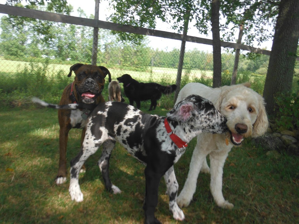 Camp Canine | 12195 Fourth Line Nassagaweya, Rockwood, ON N0B 2K0, Canada | Phone: (519) 856-0355