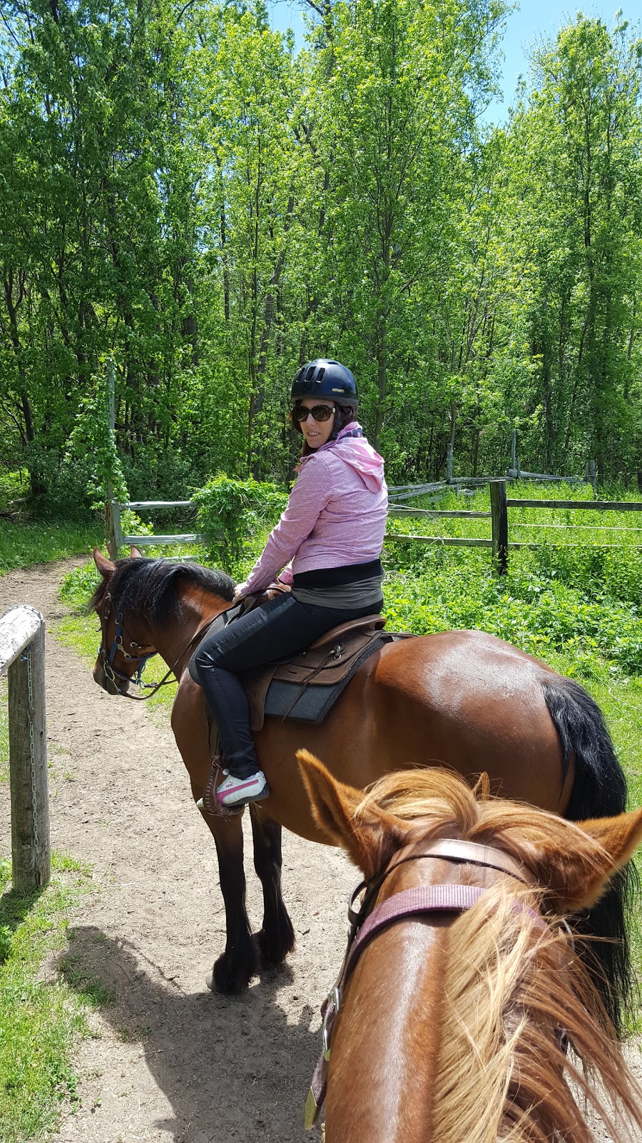 Mountain View Stables | 302 Grey County Rd 21, The Blue Mountains, ON L9Y 0L2, Canada | Phone: (705) 445-8544