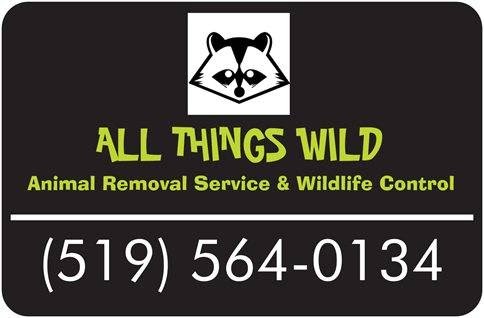 ALL THINGS WILD Animal Removal Service & Wildlife Control | 2584 Allyson Ave, Windsor, ON N8W 5N6, Canada | Phone: (519) 564-0134